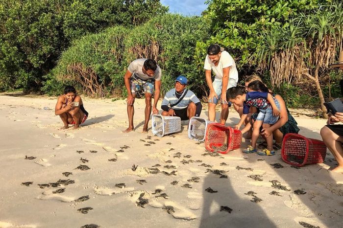 Tour thả rùa về biển rất được yêu thích trong lịch trình thăm quan Bãi Nhát Côn Đảo