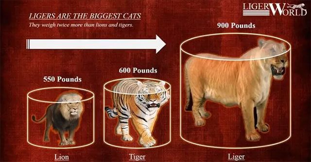 Hổ Liger