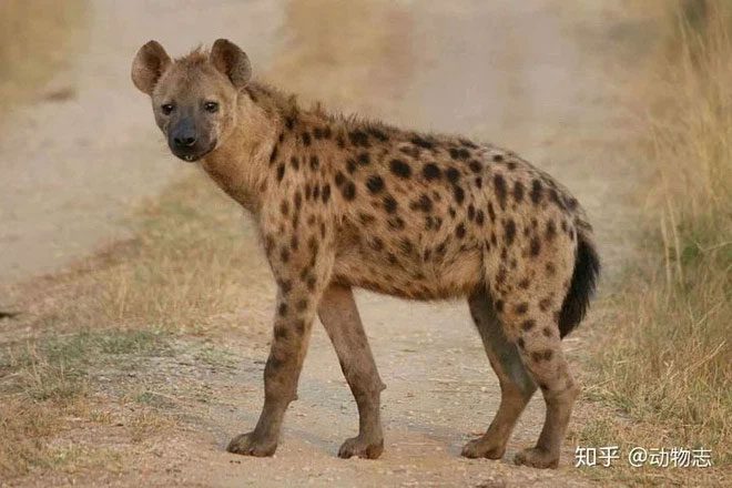 Không khó để các chuyên gia có kinh nghiệm phân biệt linh cẩu đốm cái và linh cẩu đực