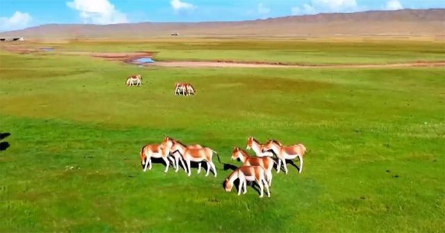 Lừa hoang dã Tây Tạng - Loài động vật thích hơn thua và dễ nổi nóng nhất trong giới tự nhiên