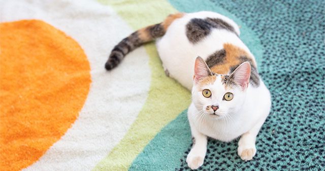 Vì sao mèo tam thể luôn là mèo cái?
