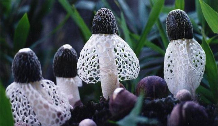 Phần dưới mũ của loại nấm này có thêm một lớp rèm màu trắng khá đẹp mắt.