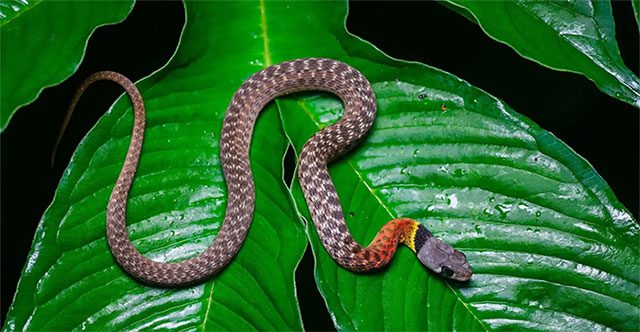 Loài rắn nước ở Việt Nam tưởng vô hại nhưng mang nọc độc chết người