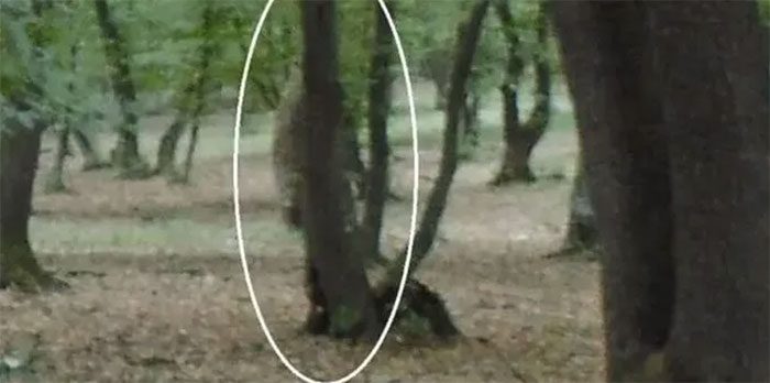 rung-hoia-baciu Ảnh du khách chụp lại được cho là một nhân vật bí ẩn đang nấp sau thân cây.