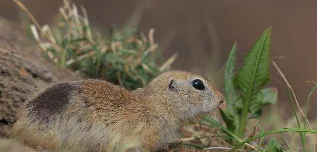soc-chuot-chinchilla-3 Sóc chuột chết hàng loạt là một tín hiệu nguy hiểm về sự thay đổi môi trường sinh thái.