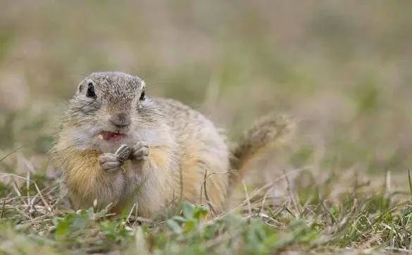 soc-chuot-chinchilla Sóc chuột Chinchilla là loài vật nhỏ bé