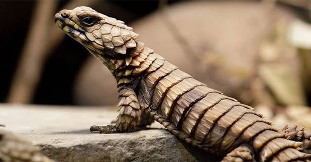 Thằn lằn Armadillo - Loài rồng bên ngoài đời thực