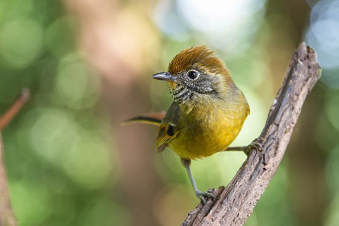 Vườn Quốc gia Doi Inthanon Thái Lan là nơi trú ngụ của nhiều loài động vật