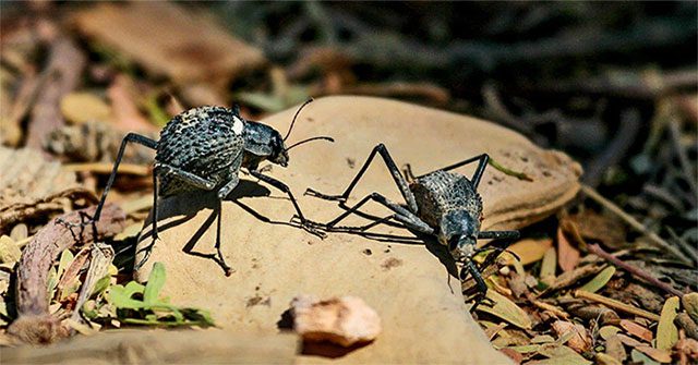 Bọ cánh cứng Darkling: Loài vật nhỏ bé nhưng lại sở hữu khả năng "tiến hóa lượng tử"