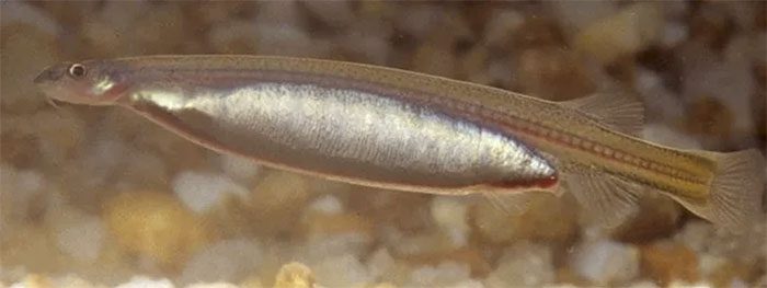 ca-candiru-1 Cá candiru