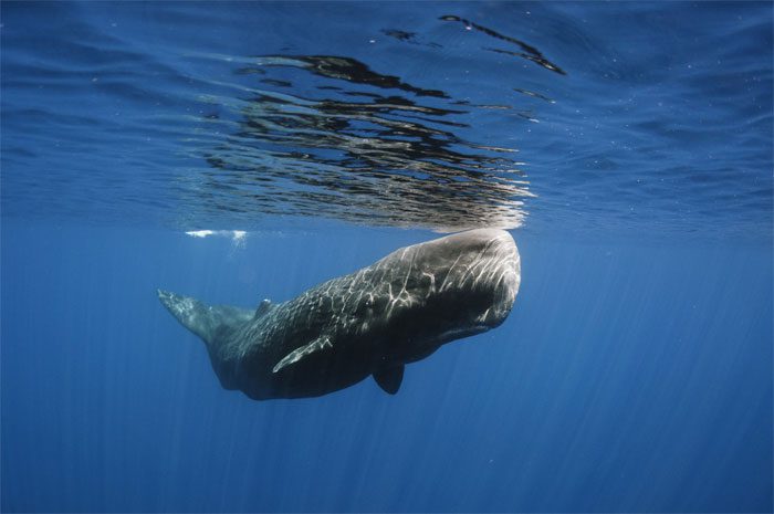 Hầu hết mọi người sẽ không bao giờ có cơ hội nhìn thấy một con cá nhà táng nào.