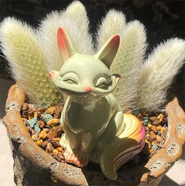 cay-cao-9-duoi-4 Tránh để đất trồng cây xương rồng đuôi hồ ly ở tình trạng khô kiệt.