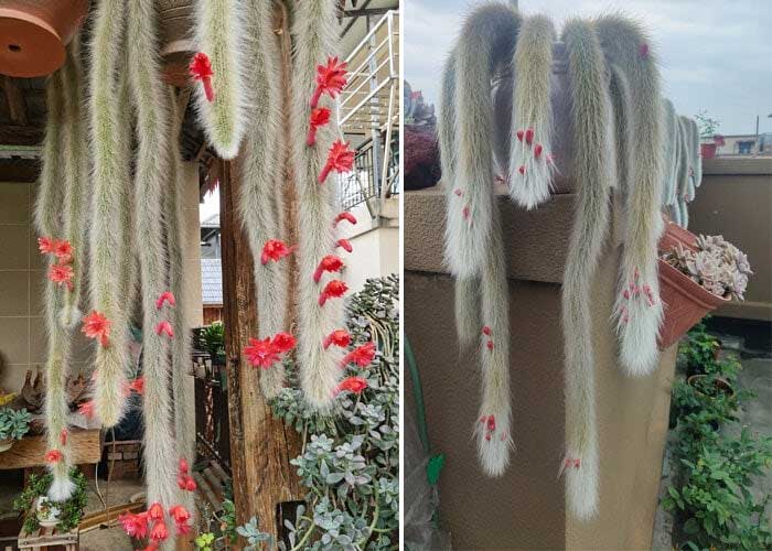 cay-cao-9-duoi-5 Được chăm sóc tốt, cây sẽ nở hoa rất đẹp mắt.