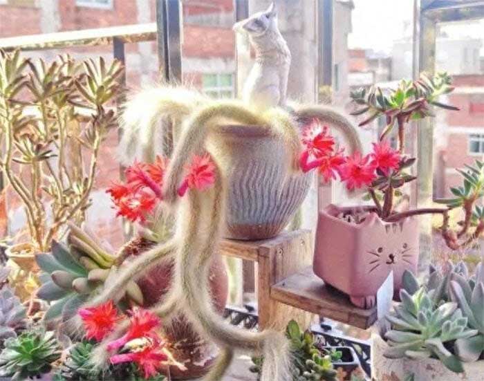 cay-cao-9-duoi Loài cây được ví như yêu tinh trong truyền thuyết mang lại may mắn cho gia chủ