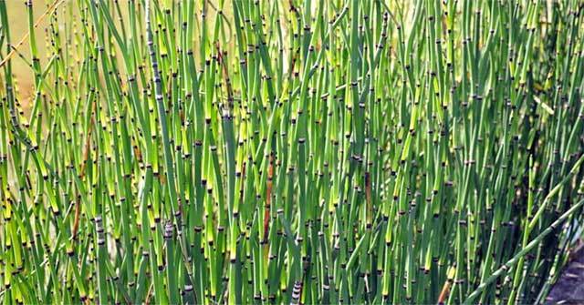 Sự thực kỳ thú về cây mộc tặc hình dáng lạ của Việt Nam