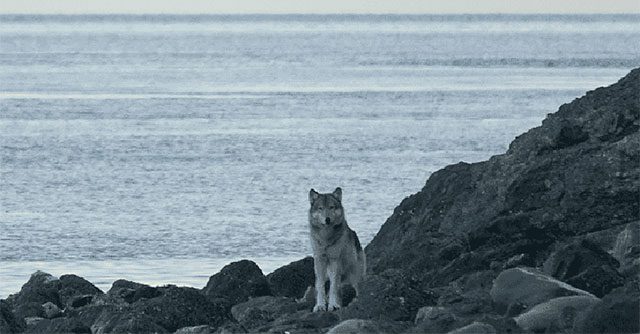Những con sói ở Alaska đã ăn gì sau khi săn hết tất cả những con nai?