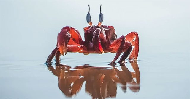 Vì sao ngày càng có nhiều loài động vật tiến hóa để thành cua?