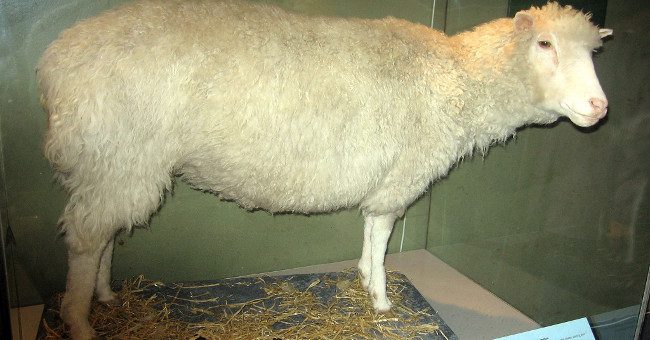 Ngày 5/7: Cừu Dolly, con thú được nhân bản vô tính đầu tiên trên thế giới ra đời