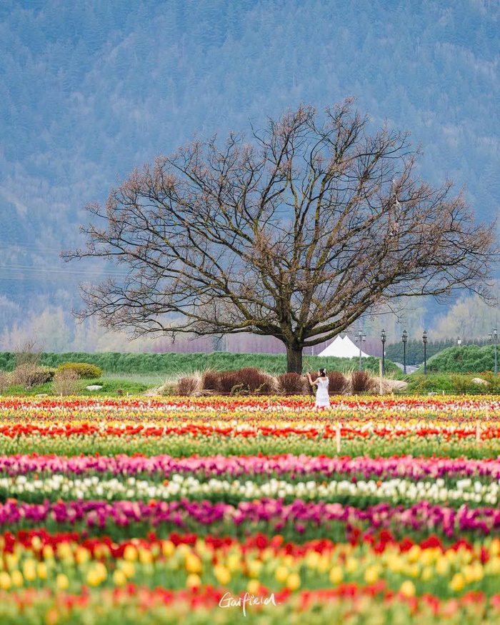 Các địa điểm du lịch Canada mùa xuân - Abbotsford