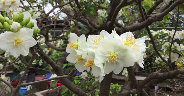 Nguồn gốc và ý nghĩa của cây hoa mai