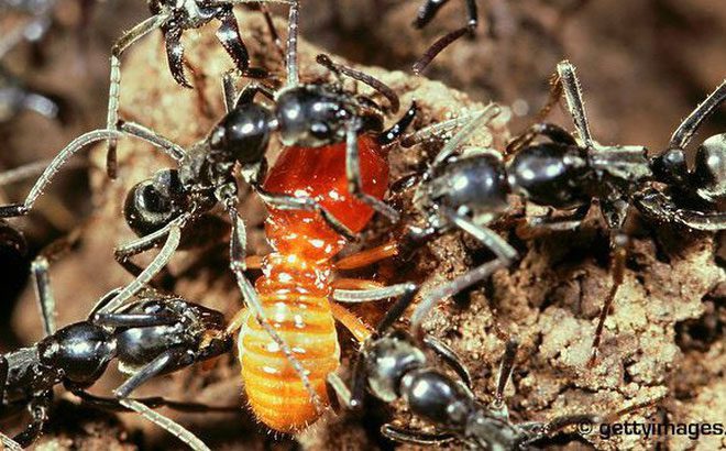 Kiến bắt mối về tổ