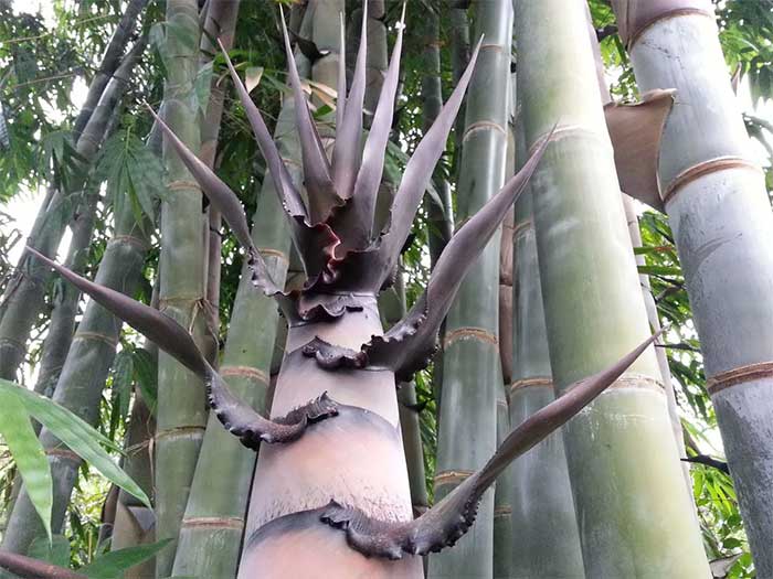 Loài tre này có thể ăn được.