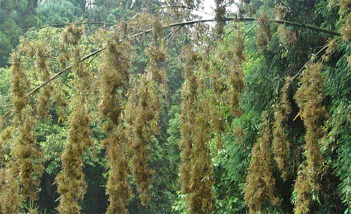 Loài tre còn có hiện tượng ra hoa tập thể