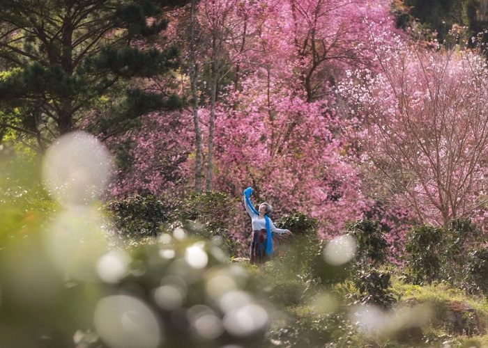 Mộng Đào Nguyên Đà Lạt: Điểm đến cổ tích trong mùa mai anh đào