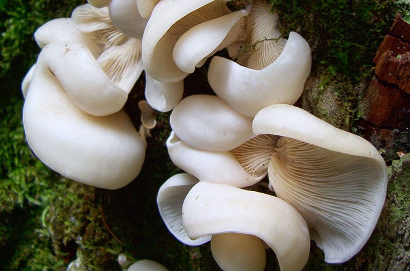 Nấm đôi cánh thiên thần (Angel Wing), tên khoa học Pleurocybella porrigens, thường mọc ở Bắc bán cầu. Từng có thời gian nấm đôi cánh thiên thần được xem là thực phẩm, nhưng điều này đã thay đổi vào năm 2004, khi gần 60 người Nhật Bản bị ngộ độc vì ăn chúng, trong đó 17 người đã chết trong vòng 6 tuần sau đó.