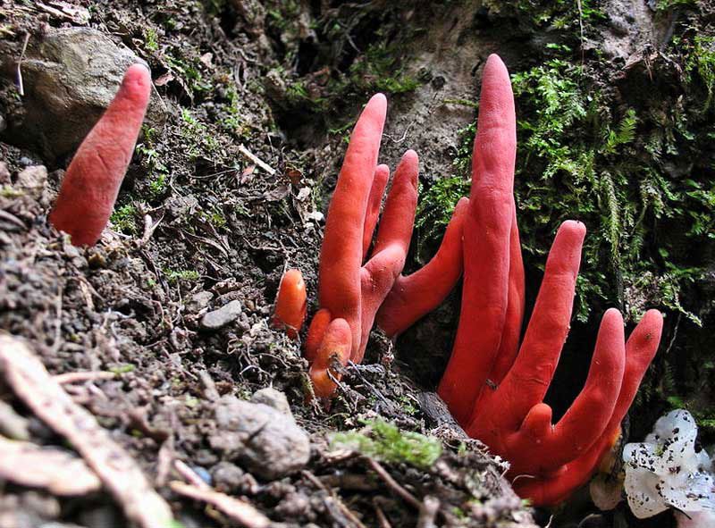 Nấm Podostroma Cornu-damae Nấm Podostroma Cornu-damae có hình dáng giống bàn tay người. Độc tố chính trong loại nấm này là trichothecene mycotoxin, hợp chất gây ra những triệu chứng khó chịu và có thể dẫn đến tử vong sau vài ngày.