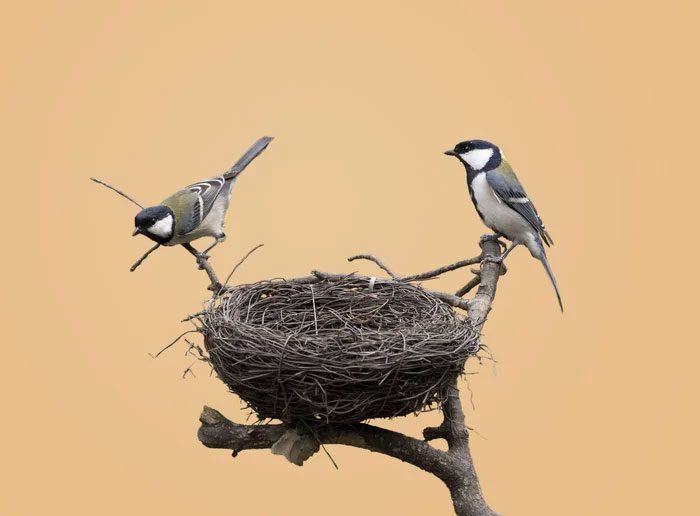 noi-tru-mua-cua-chim-1 Tổ chim là cấu trúc được sử dụng bởi nhiều loài chim khác nhau