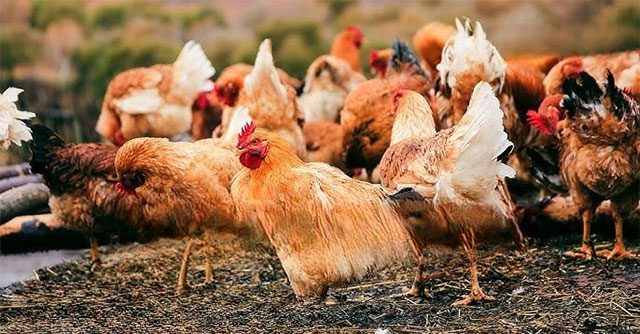 Trung Quốc huy động gấp gần 3 triệu con gà để tiêu diệt loài côn trùng gây thiệt hại 100 tỷ đồng mỗi năm