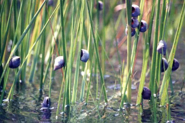 oc-marsh-periwinkles Một loài nuôi nấm khác là ốc Marsh Periwinkles (Littoraria irrorata).