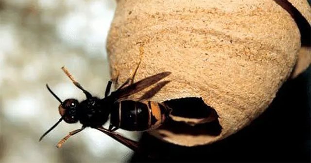 Cách nhận biết các loài ong và cách xử lý khi bị đốt