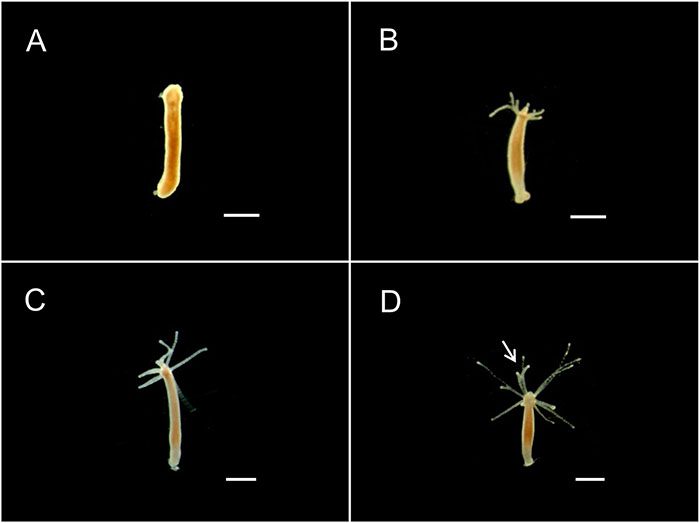 Hydra magnipapillata, một loài sinh vật không xương sống có thể tái sinh.