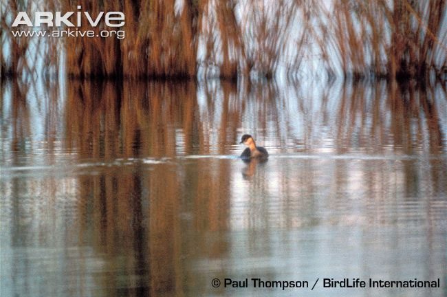 tachybaptusrufolavatus Chim lặn Alaotra Grebe