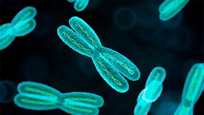 Mỗi lần tế bào phân chia, các nhiễm sắc thể đều sẽ mất đi lượng nhỏ DNA của telomere
