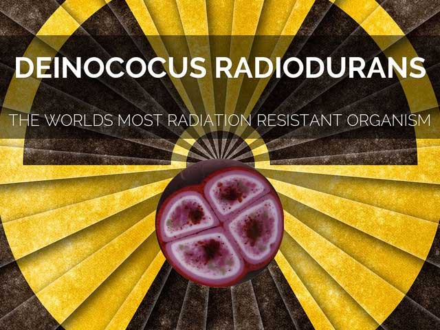 vi-khuan-deinococcus-radiodurans Vi khuẩn Deinococcus radioduran có khả năng khôi phục lại bộ gene bị đứt thành nhiều mảnh