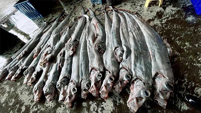 ca-mai-cheo Nhiều người tin rằng nhìn thấy cá mái chèo là điềm báo về một thảm họa tự nhiên.