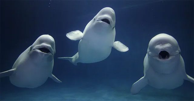 Cực kỳ thông minh và đáng yêu, cá voi Beluga còn có một năng lực đặc biệt khiến con người phải rùng mình