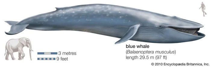 ca-voi-xanh-1 Cá voi xanh (Balaenoptera musculus) là loài động vật lớn nhất từng tồn tại trên Trái Đất.