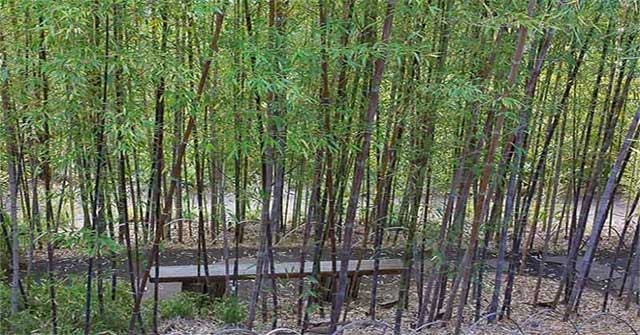 3 loài trúc "kỳ lạ" có nguy cơ tuyệt chủng ở Việt Nam