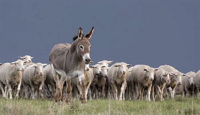 Lừa không thích chó hoang, sói đồng cỏ, cáo, và các thành viên khác của họ chó.