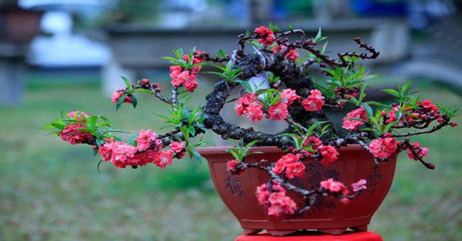 Loại đào "tiến vua" có gì đặc biệt mà có giá bán tới hàng chục, hàng trăm triệu đồng?
