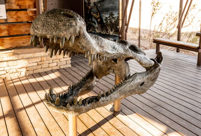 Deinosuchus có chiều dài gần 11 m và nặng 2,5-5,5 tấn.