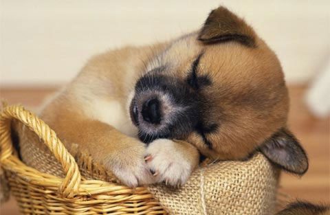 dvat3 Chó có 5 ngón ở các chân trước