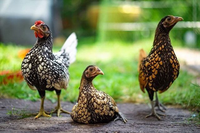 ga-vay-ca-1 Gà vảy cá có bộ lông đặc biệt và thường được nhiều người tìm mua để làm quà biếu Tết.