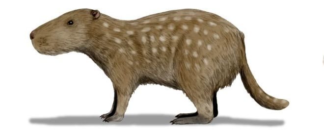 Josephoartigasia Monesi là loài gặm nhấm lớn nhất từng sinh sống trên Trái đất