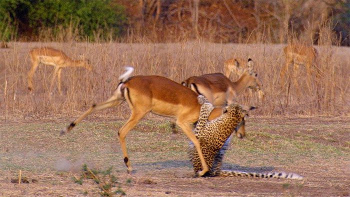 linh-duong-impala-va-bao-hoa-mai Báo hoa mai tấn công linh dương Impala