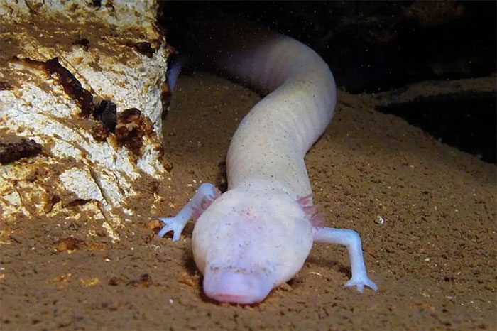 Manh giông là loài vật có khứu giác nhạy bén nhưng chúng rất "lười" di chuyển